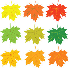 Wall Mural - maple leaves different autumn colors