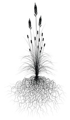 Poster - Editable vector flowering grass silhouette with root system