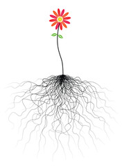 Poster - Editable vector flower illustration with tangled roots