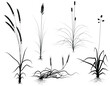 Set of editable vector flowering grass silhouettes with easily interchangeable flower-heads