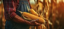 Farmer's Hands Holding Ears Of Corn Close-up. Generative AI