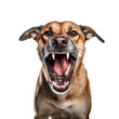 ferocious dog baring teeth, isolated, transparent background, ai generated