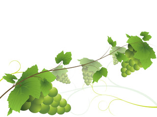 Sticker - Grapevine with bunches of green grapes