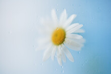 Close-up, Top View, Daisy With Yellow Center In Blur Filter On Blue Background