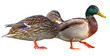 duck - mallard duck family isolated on clear background