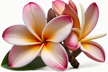 Pink Plumeria Rubra Bloom Isolated On A White Background. Generative AI