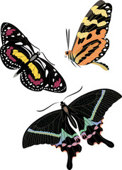 Sticker - realistic colorful butterfly set