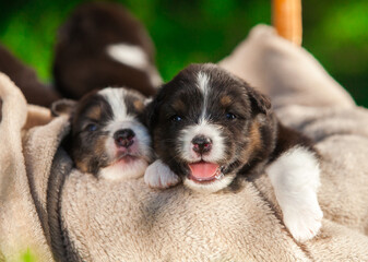 Australian Shepherd tricolor puppy in the park	