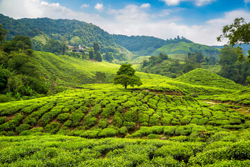 Wall Mural - Beautiful Tea plantations