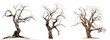 A set of dead trees with branches isolated on transparent background. PNG element.