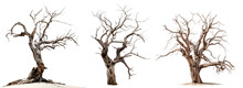 A Set Of Dead Trees With Branches Isolated On Transparent Background. PNG Element.