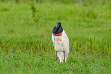 fotos de natureza pantanal brasil