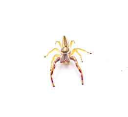 Hentz jumping spider - Hentzia grenada - is a species of striped jumping spider. It is found in Florida and south Georgia in the United States. Isolated on white background top front view