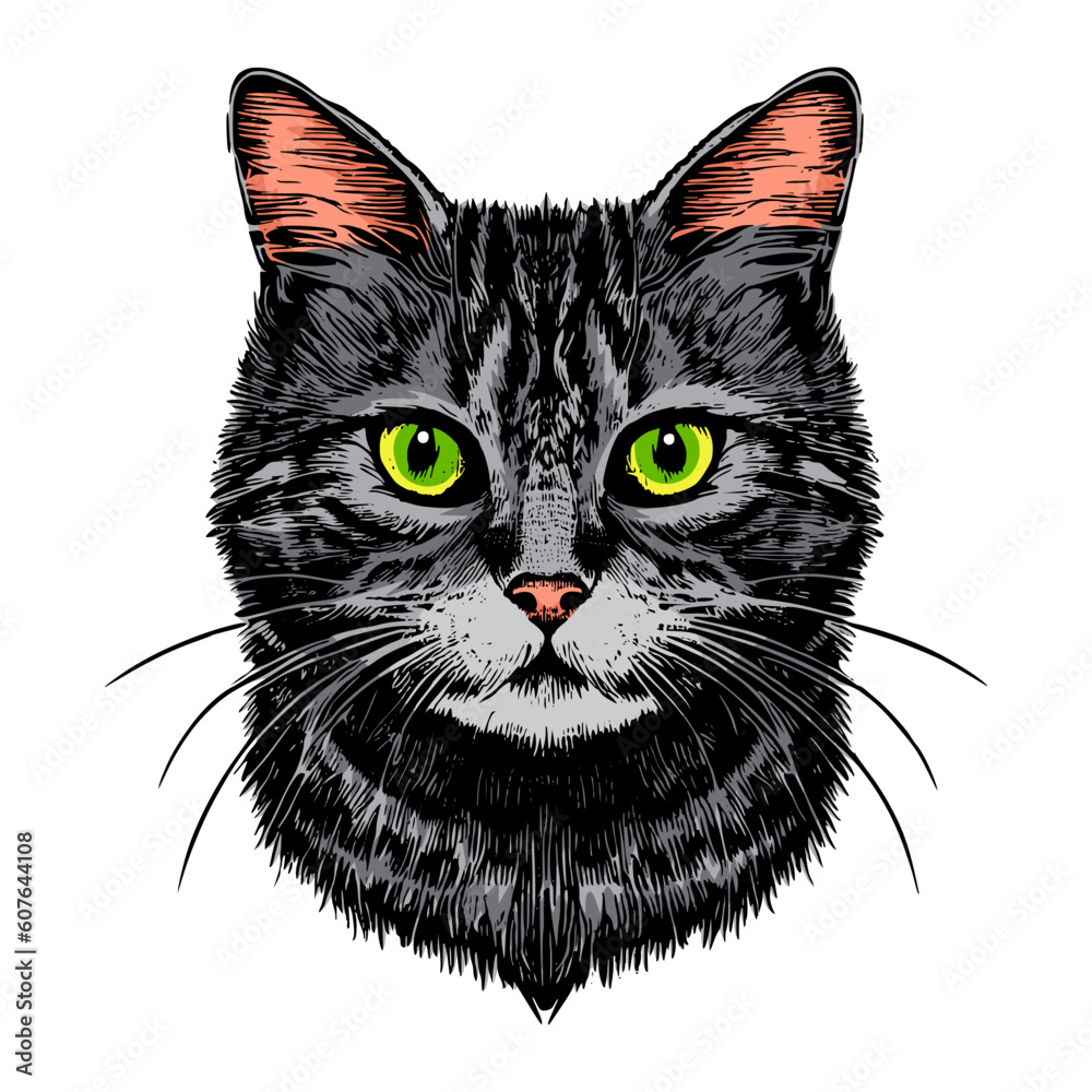 Hand drawn cat vector illustration. Cute grey cat drawing. Realistic cat  drawing. Grey striped cat head. Cute kitten illustration. For print,  poster, postcard, sticker, tattoo, t-shirt, street wear Stock Vector | Adobe, image size:1000x1000