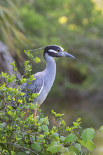 Yellow Crowned Night Heron Perched On A Tree