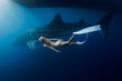 Underwater view of female snorkeler swimming with big whale shark