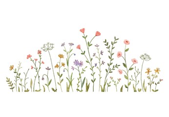 Watercolor wild herbs and flowers illustration. Hand painted meadow with grass and wildflowers isolated on white background. Floral border