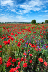 Wall Mural - Beautiful summer day over poppy field