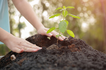 Wall Mural - .World environment day concept with girl holding small trees in both hands to plant in the ground. hand holding small tree for planting in forest. green world. morning light on nature background.