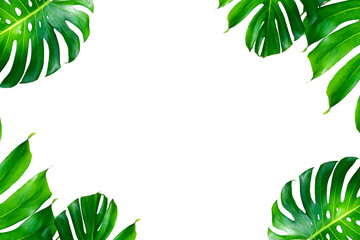 Wall Mural - monstera leaves plant frame isolated