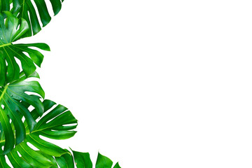 Sticker - monstera leaves plant frame isolated