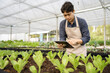 © NINENII - Agriculture uses production control tablets to monitor quality vegetables at greenhouse. Smart farmer using a technology for studying.