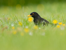 Low Angle Male Blackbird