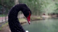 Rare Black Swan In Fabulous Garden, Closeup View Of Bird Head With Red Beak