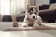 Siberian Husky puppy is playing with toys and balls in a bright living room of a cozy apartment.