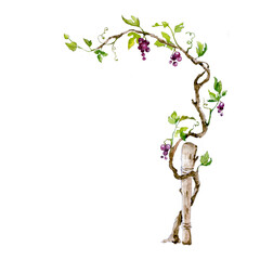 grapevine - design elements with a twisting vine with leaves and berries. freehand watercolor drawin