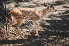 Roe Deer In A Zoo Cage