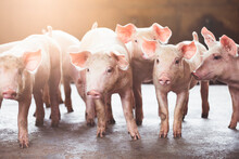 Pig Farming Industry Fattening Pigs For Consumption Of Meat , Pork Is The Food Of The World's Population.