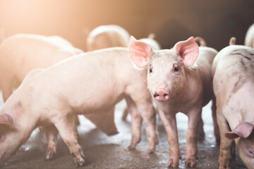 pig farming industry fattening pigs for consumption of meat , Pork is the food of the world's population.