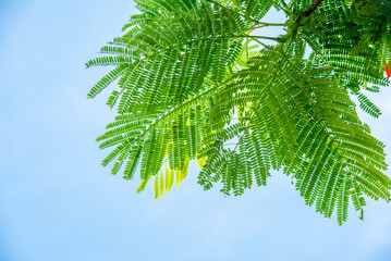 Flame tree or Royal Poinciana tree. Tropical species found in Asia.