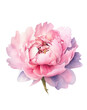 © ArtMaslyana - Watercolor pink Peony, summer floral blossom, Generative AI, png image.