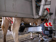 © ahavelaar - cow being milked by milking robot on farm in holland