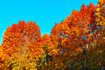 Wall Mural - Red autumn leaves trees