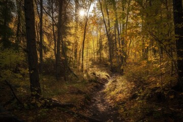 Poster - autumn forest hike with low sun rays shining through the trees, created with generative ai