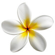 frangipani flower isolated on white, transparent background, PNG ,Generative AI