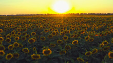 Beautiful Aerial View Above To The Sunflowers Field While Sunset.   Agriculture Field  Of  Sunflowers While Sunset . Beautiful Summer Landscape Of An Agriculture Sunflowers Field. Blooming Sunflowers.