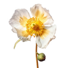Mexican Prickly Poppy Isolated On White Background.