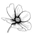 line ink drawing of cosmos flower in black and white
