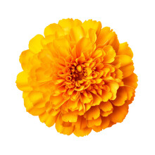 Marigold Flower Calendula Flower Isolated On White Background