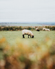 lone sheep