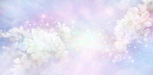 Pale Pink Lilac Blossom Surprise Message Banner Background - Sprigs Of White Blossom Either Side Of White Light Explosion Of Sparkles Against Pastel Bokeh Background With Space For Copy Ideal For Wedd