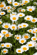 © Esin Deniz - White daisy on green field. Spring season garden.