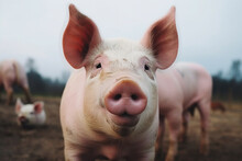 Generative AI.
A Cute Fat Pig Points Its Nose At The Camera
