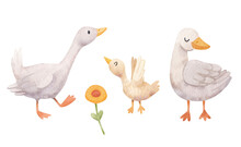 Watercolor Family Of Three White Geese. Hand Drawn Watercolor Children's Illustration. Сute Farm Birds, Domestic Pet.