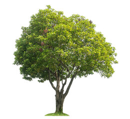 Poster - Green tree isolated on transparent background with clipping path and alpha channel.