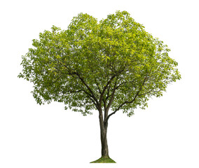 Poster - Green tree isolated on transparent background with clipping path and alpha channel.